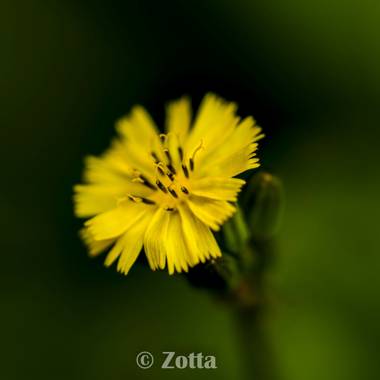 @zottaboxart en Hamelin: Flora,  #zottaboxart    @zottaboxart