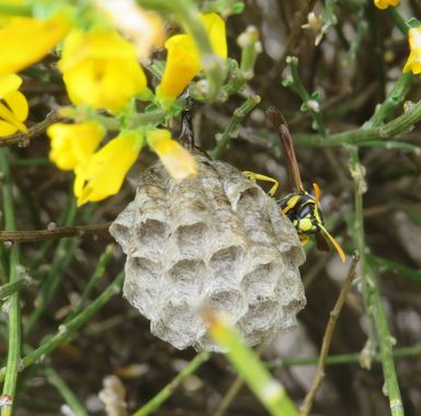 Solerantonio2 en Hamelin: Fauna  (Sorbas), Avispero con avispa