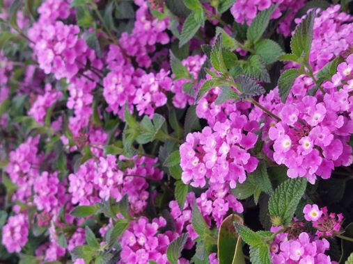 Mpinfante en Hamelin: Flora, Lantana montevidensis