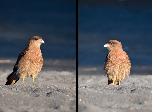 photographsolivia.gazale en Hamelin: Fauna  (Provincia de Cautín), Milvago chimango chimango, Tiuques 