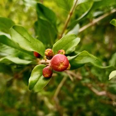Navarroarevalomariateresa en Hamelin: Flora  (Viesca), El granado se comienza a vestir de rojo con sus bellas flores.