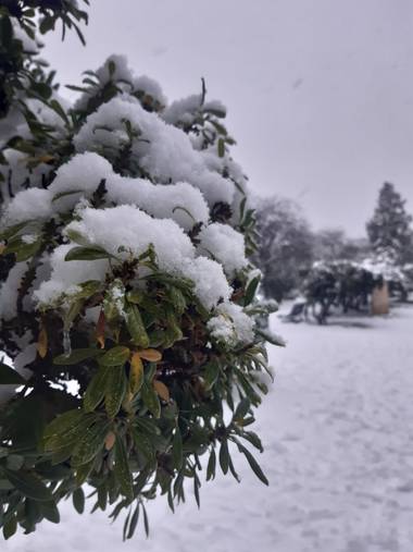 Kenpamy58 en Hamelin: Flora  (Zaragoza), Parque Grande
#Invierno20