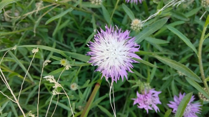 Solerantonio2 en Hamelin: Flora  (Níjar), Centaurea aspera, Planta