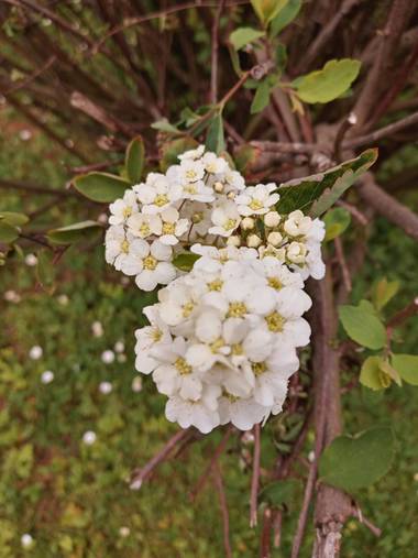 Alquimia Natural en Hamelin: Flora  (Camargo), Calma 💕