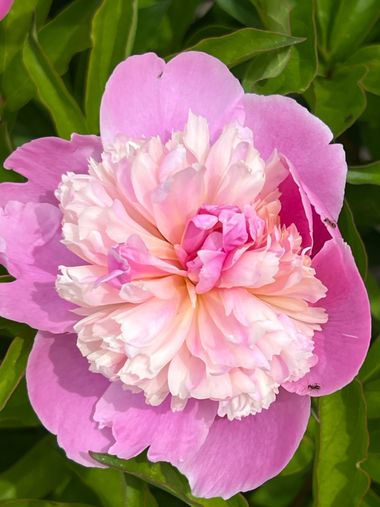 Eudimer20 en Hamelin: Flora, Paeonia lactiflora, #flower