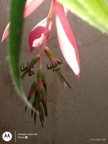 GrachuV. en Hamelin: Flora, Billbergia nutans, Bromelia 🌺