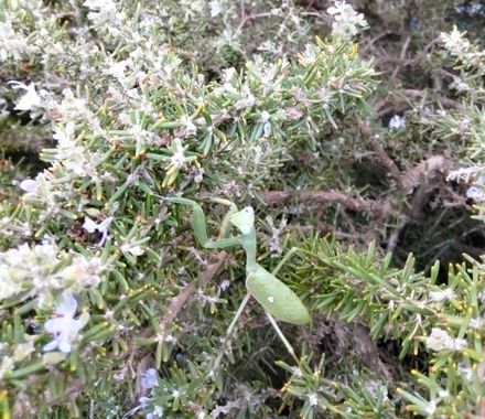 Solerantonio2 en Hamelin: Fauna  (Almería), Insecto