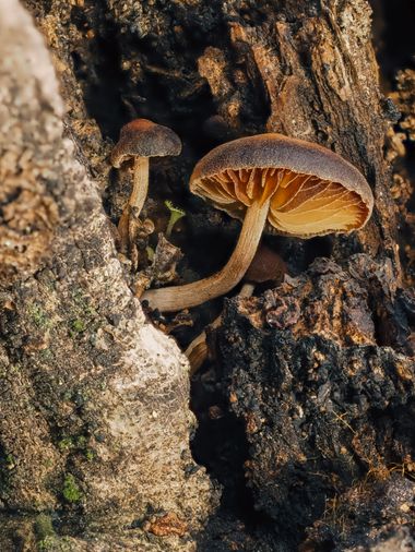 Antonio Jesús Palma Aranda en Hamelin: Observación  (Lora del Río), Detalle de unos hongos que han crecido en un árbol caído y en descomposición.

📷 Olymp...