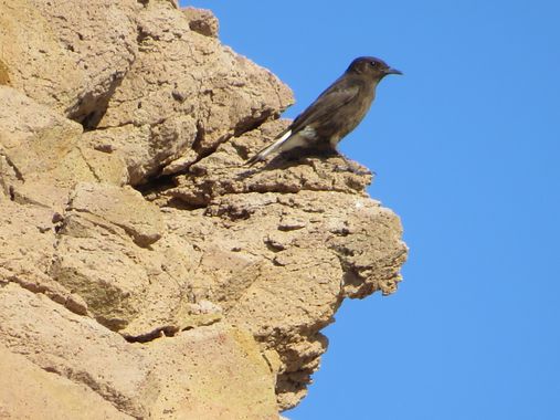 Solerantonio2 en Hamelin: Fauna  (Níjar), Collalba negra