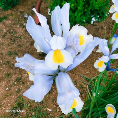 Solerantonio2 en Hamelin: Flora  (Albacete), Iris xiphium, Planta