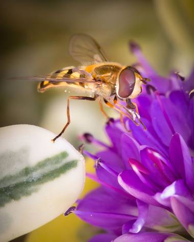 jomartinezfranco en Hamelin: Fauna  (Vegas del Genil), Mosca de las flores libando. #mosca #moscadelasflores #libando #insecto #diptero #macro 