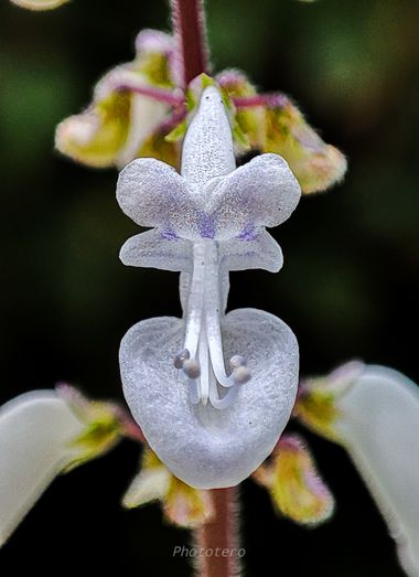 Phototero  en Hamelin: Flora, #flora21 #flor #hamelin #macro #naturaleza #nature #naturelovers 