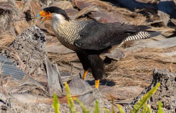Acorazado3000 en Hamelin: Fauna  (Estepona), Caracara cheriway (Jacquin, 1784), Caracara Crestado.










#fotografiacarloscalvo #caracara #aves21 #Aves...