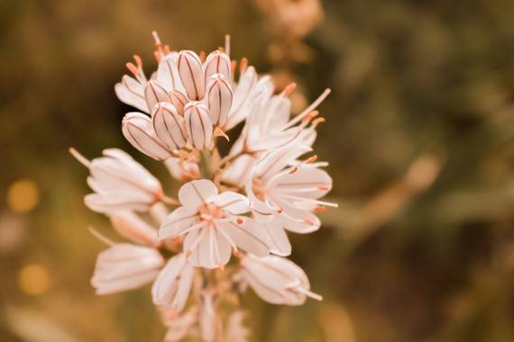 Cris Cabrera en Hamelin: Flora, #flora21 #hamelinflora #hamelin #flower #plant #nature #naturaleza #plantas #biodiversity #biodiversidad #fotografiamacro ...
