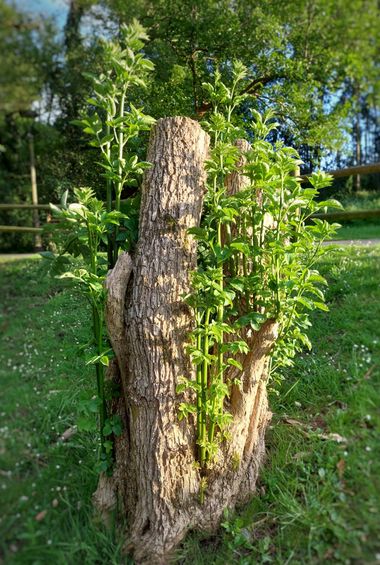 Mpinfante en Hamelin: Flora, Sambucus nigra