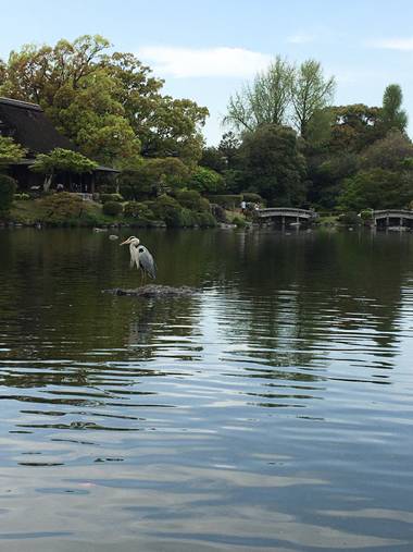 Mariel en Hamelin: Fauna  (Japan), Ardea cinerea Linnaeus, 1758, Visitas en el jardín 
