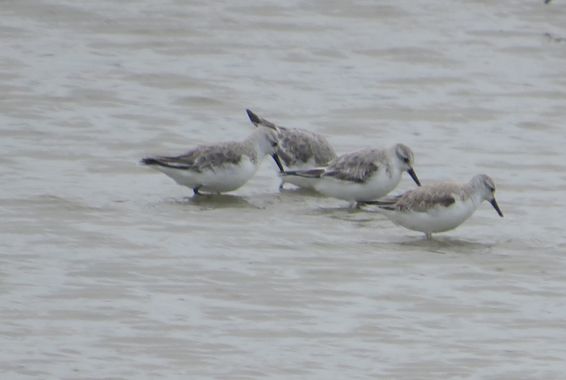 Solerantonio2 en Hamelin: Fauna  (Níjar), Calidris alba (Pallas, 1764), Aves