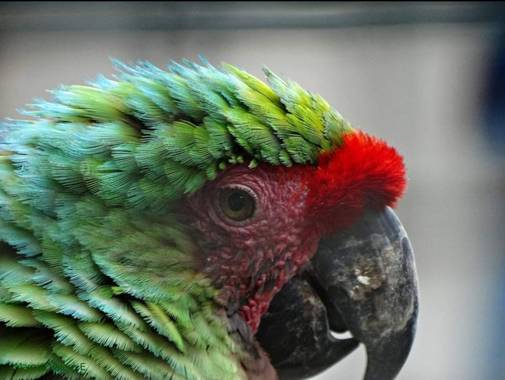 Marcos Valero Espinal  en Hamelin: Fauna  (Caracas), #aves21 