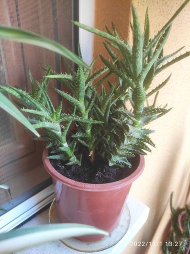 @nicorhbg en Hamelin: Flora  (Daimiel), Aloe juvenna