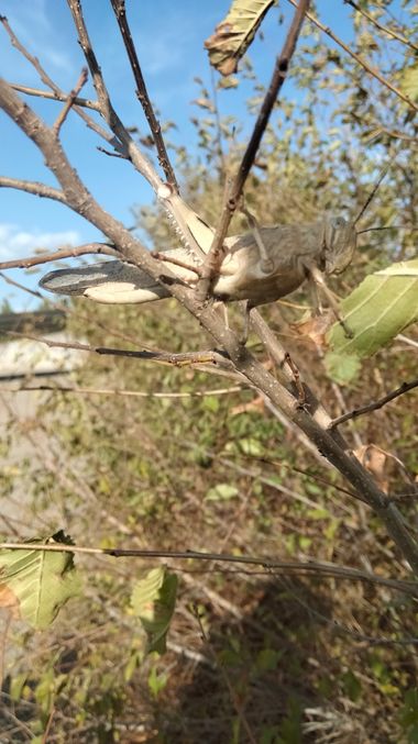 Solerantonio2 en Hamelin: Fauna  (Ayegui), Insecto