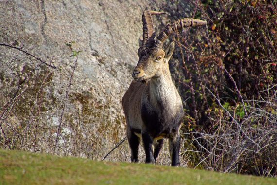 Davrod2 en Hamelin: Fauna  (Manzanares el Real), Cabra montés en el P.N. de la Sierra del Guadarrama
#Mamíferos