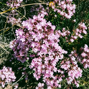 Solerantonio2 en Hamelin: Flora  (Níjar), Flores de jaboncillo de roca