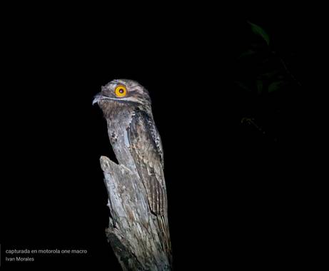 ivandariovertel.97 en Hamelin: Fauna  (Montería), Nyctibius griseus (Gmelin, 1789), Está hermosa ave nocturna es una de las tantas especies de aves estigma...