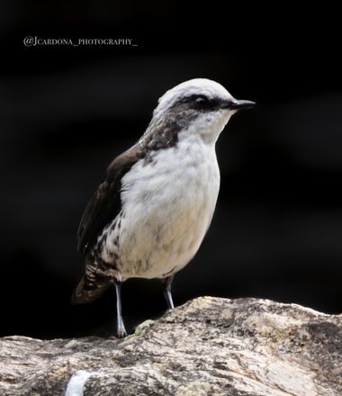 juanandrescardona01 en Hamelin: Fauna  (La Ceja), Cinclus leucocephalus Tschudi, 1844, Mirlo acuático coroniblanco 🤍🖤🤍💦🐦 
#bird #aves #birds #birdphot...