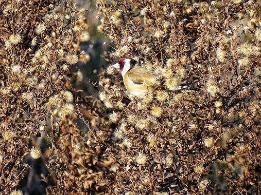 Mivilor68 en Hamelin: Fauna  (Ponferrada), Carduelis carduelis (Linnaeus, 1758), #paparazziaves 
#jilguero 
#avesdeespaña 