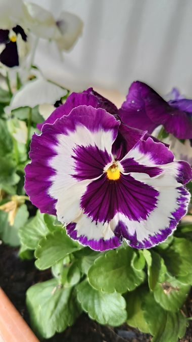 Lopezisazalorena en Hamelin: Flora, Viola × wittrockiana, #pensamiento 