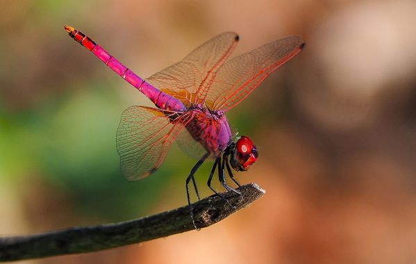 Mercedes en Hamelin: Fauna, Trithemis annulata Palisot de Beauvois, 1807, #insectos #libelula 