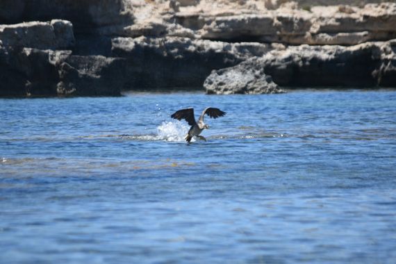 Solerantonio2 en Hamelin: Fauna  (Níjar), Cormorán moteado