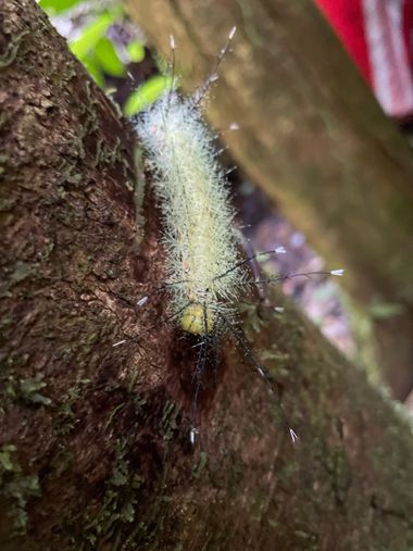 Sergio.ecosig en Hamelin: Fauna  (Huicungo), En el área de conservación Pumasapa