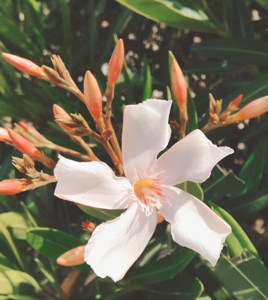 Solerantonio2 en Hamelin: Flora  (Almería), Nerium oleander, Planta