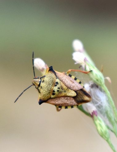 Beethovenzujo_86 en Hamelin: Fauna  (Murcia), Chinche Carpocoris mediterraneus ssp. atlanticus

#nature #naturaleza #naturalezamurcia #bugs #chinche