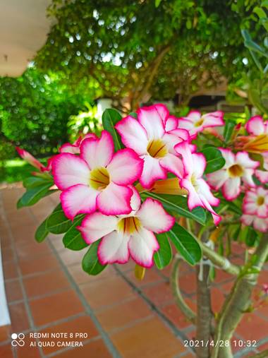pastoressd en Hamelin: Flora  (Rivera), Adenium obesum, Flores en Riverita - Huila, Colombia #flora21 