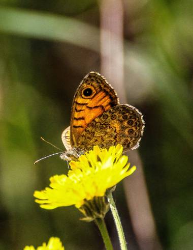 ARTURO  en Hamelin: Fauna, #mariposa 