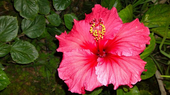 Solerantonio2 en Hamelin: Flora  (Almería), Hibiscus rosa-sinensis, Planta