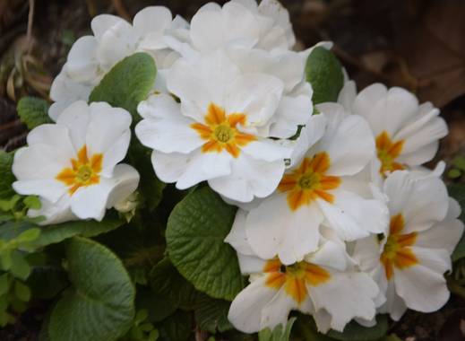 Marivi.s.i en Hamelin: Flora  (Madrid), Primula acaulis, #flora21 #flordeprimamera #flor#primavera21#primula