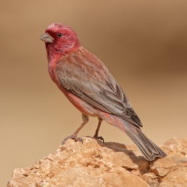 Ignicapillus en Hamelin: Fauna  (Snake Path), Carpodacus synoicus (Temminck, 1825), Camachuelo del Sinaí

El camachuelo del Sinaí es una especie escasa y l...