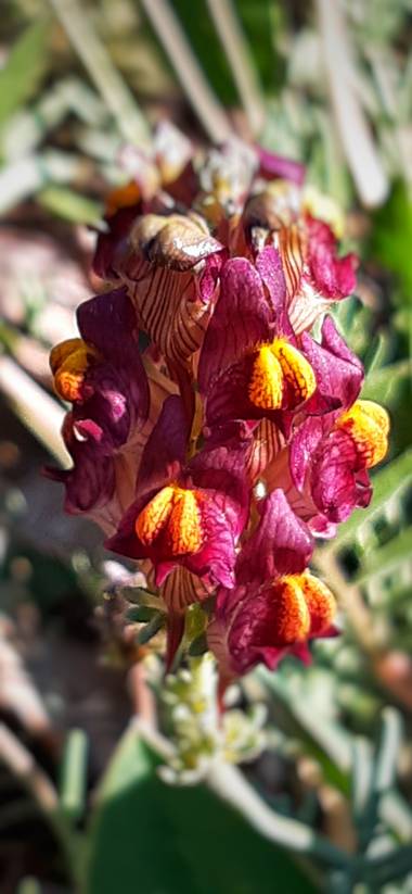 Jvizper en Hamelin: Flora, #flora21 