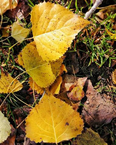mariale en Hamelin: Flora, Hoja de chopo/álamo
#otoño20 #flora
📸 @marialemdza
Ruta del viernes, 09/10/2020
.
#Naturaleza #Montaña #BellezaNatural #otoño2...