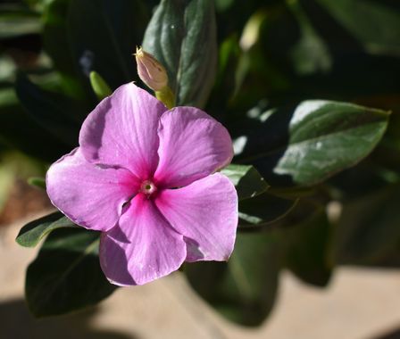 Solerantonio2 en Hamelin: Flora  (Almería), Catharanthus roseus, Planta