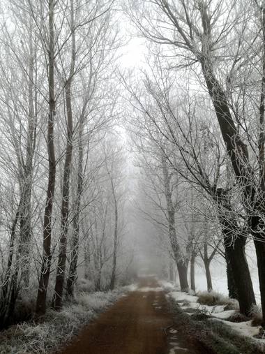Maite1059 en Hamelin: Paisaje  (Corcos), #invierno2020 
#cencellada 