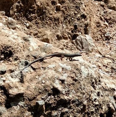 Solerantonio2 en Hamelin: Fauna  (Almería), Reptil