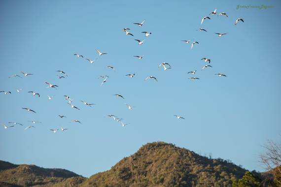 Greta franco beguan en Hamelin: Fauna  (Calamuchita), #Nikon #Aves
#Landscape #Paisajes 
#Rio #River #Visual 
#VisualArt #Arte #Art 
#View #Fineart #Fotos ...