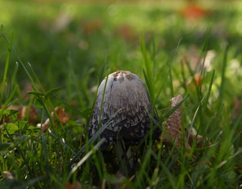 silviarominase en Hamelin: Observación  (Villa Manzano)