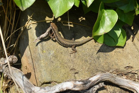 Solerantonio2 en Hamelin: Fauna  (Cangas de Onís), Reptil