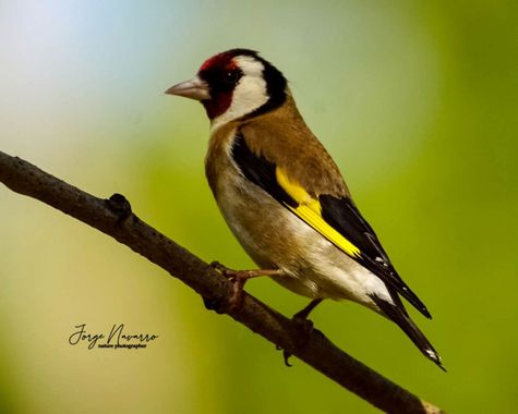 Jorge en Hamelin: Fauna  (Picón), Carduelis carduelis (Linnaeus, 1758), Jilguero
(Carduelis carduelis)