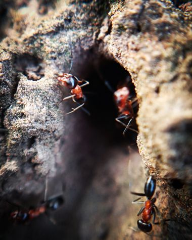 Berenicelujan en Hamelin: Fauna  (La Laguna), #hormigas